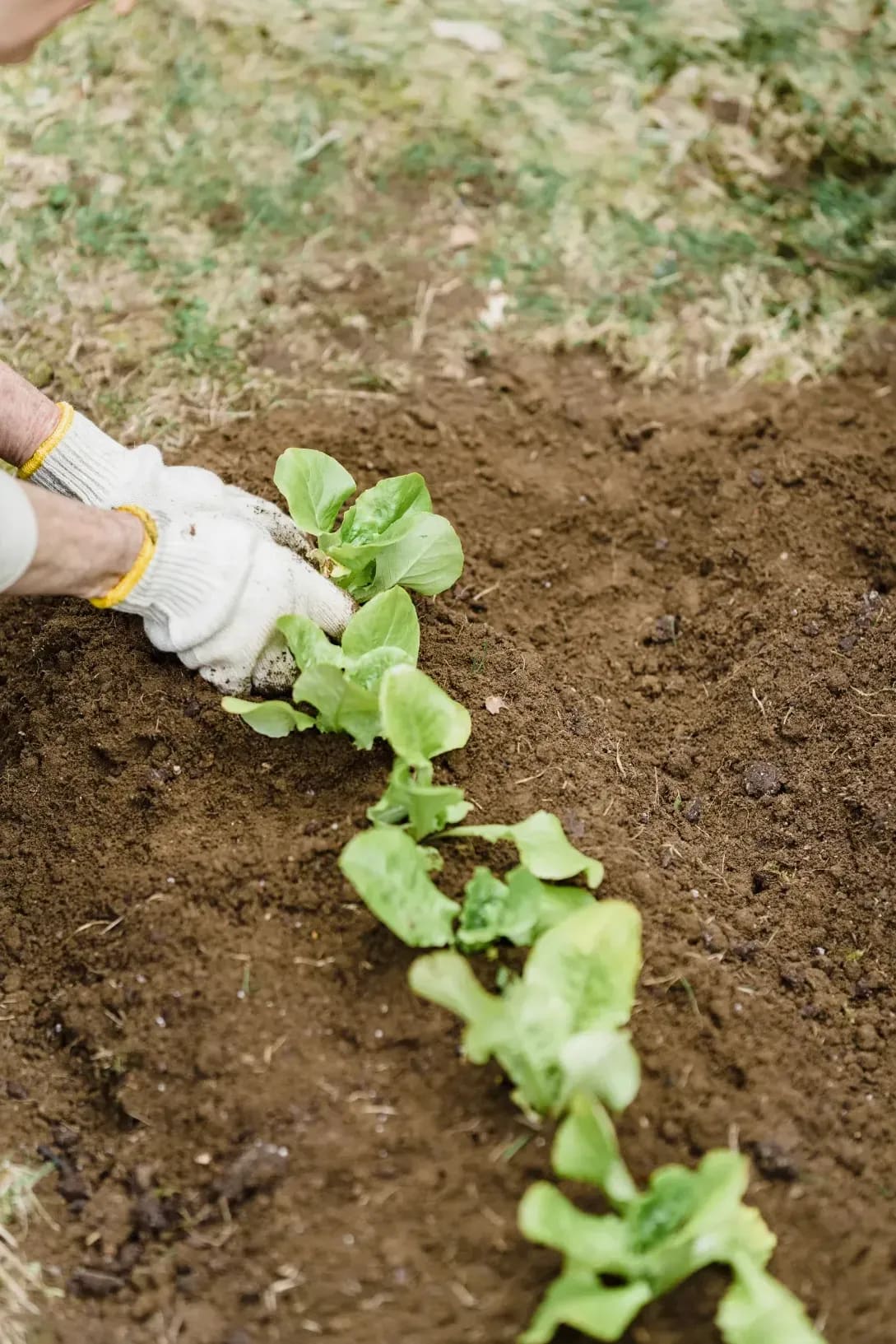 Irrigation system checks and adjustments